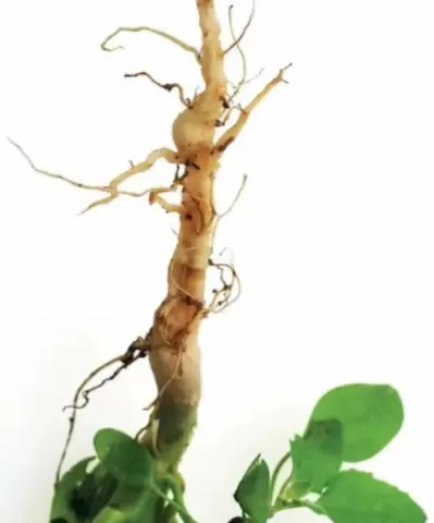 Customizable Pest Control Formulations