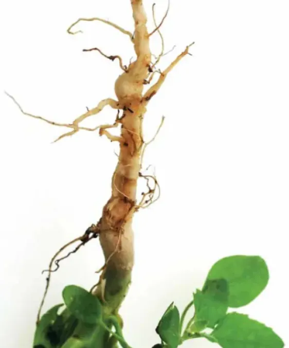 Sustainable Crop Protection